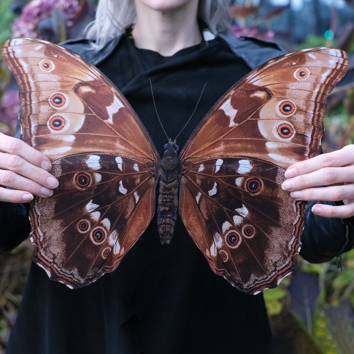 New Giant Blue Morpho Godarti Butterfly Moth Myth new giant blue morpho godarti butterfly moth myth