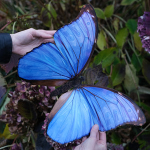 💫New💫 Giant Blue Morpho Godarti Butterfly