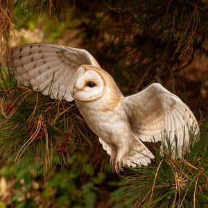 💫New💫 Giant Barn Owl (Flying) - The Nocturne Collection