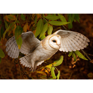 💫New💫 Giant Barn Owl (Flying) - The Nocturne Collection