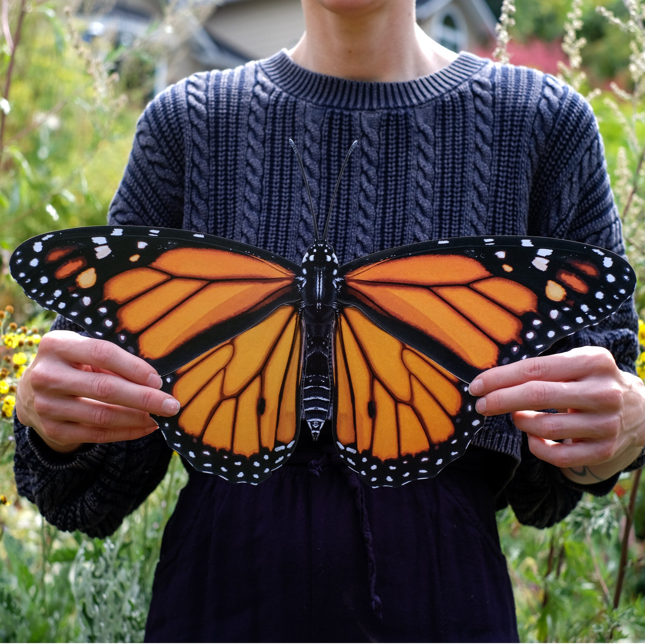 Giant Rift Butterfly Largest Butterfly In Australia