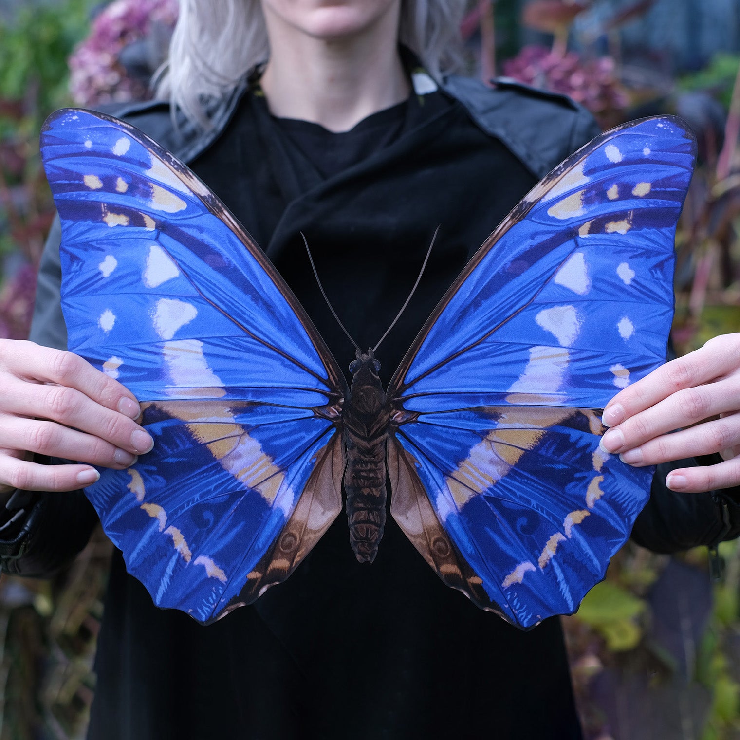 Giant Morpho Cypris Butterfly