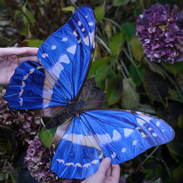 Giant Morpho Cypris Butterfly - Moth & Myth