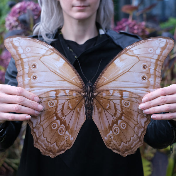 Giant Purple Morpho Godarti Butterfly - Moth & Myth