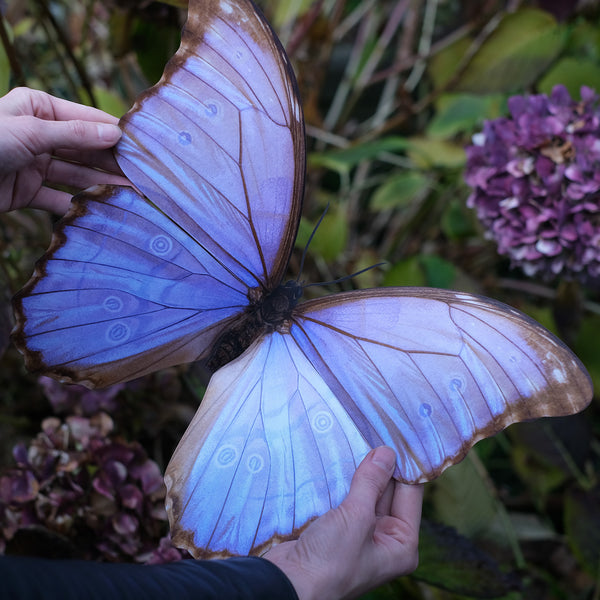 Giant Purple Morpho Godarti Butterfly - Moth & Myth