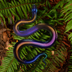 💫New💫 Giant Rainbow Snake - The Nocturne Collection