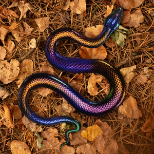 💫New💫 Giant Rainbow Snake - The Nocturne Collection