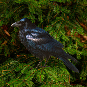 💫New💫 Giant Raven - The Nocturne Collection