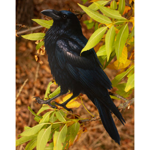 💫New💫 Giant Raven - The Nocturne Collection