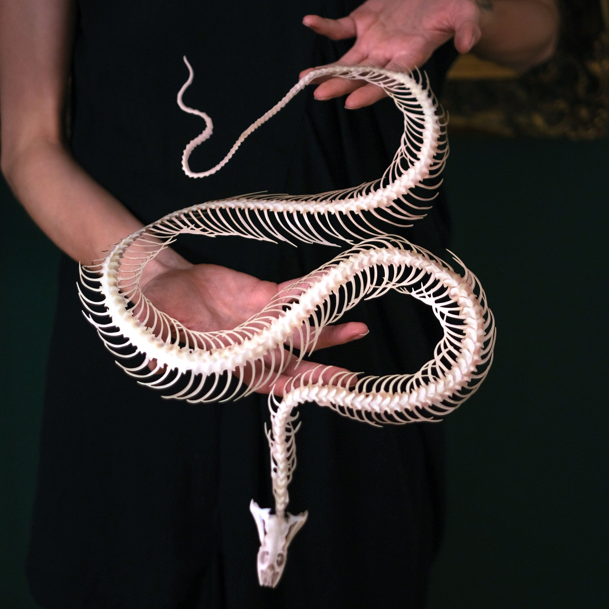 Moth Skelleton 'Giant Snake Skeleton' - Moth & Myth