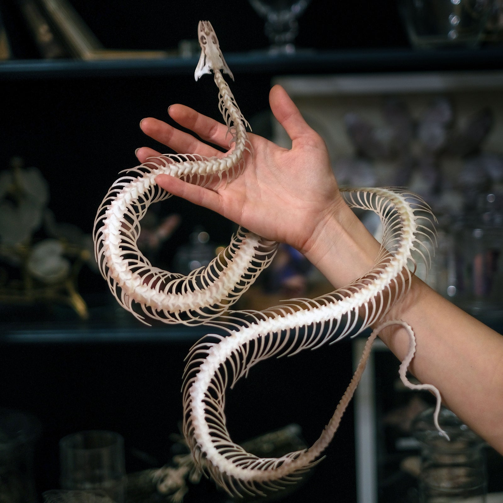 'Giant Snake Skeleton'