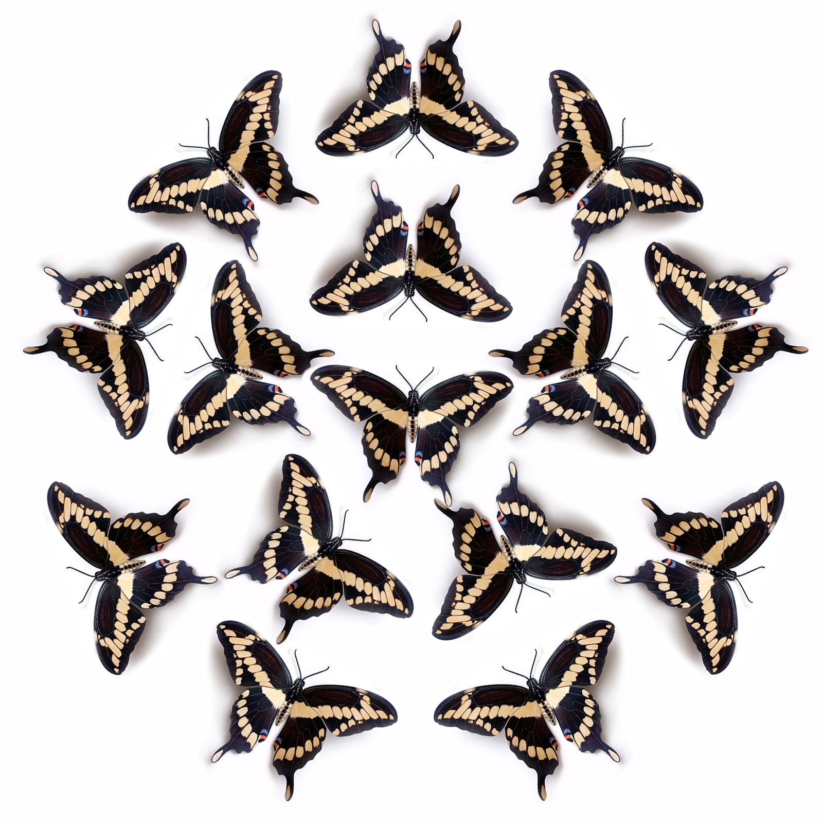 💫New!💫 'Giant Swallowtail' Butterfly Multi-Pack