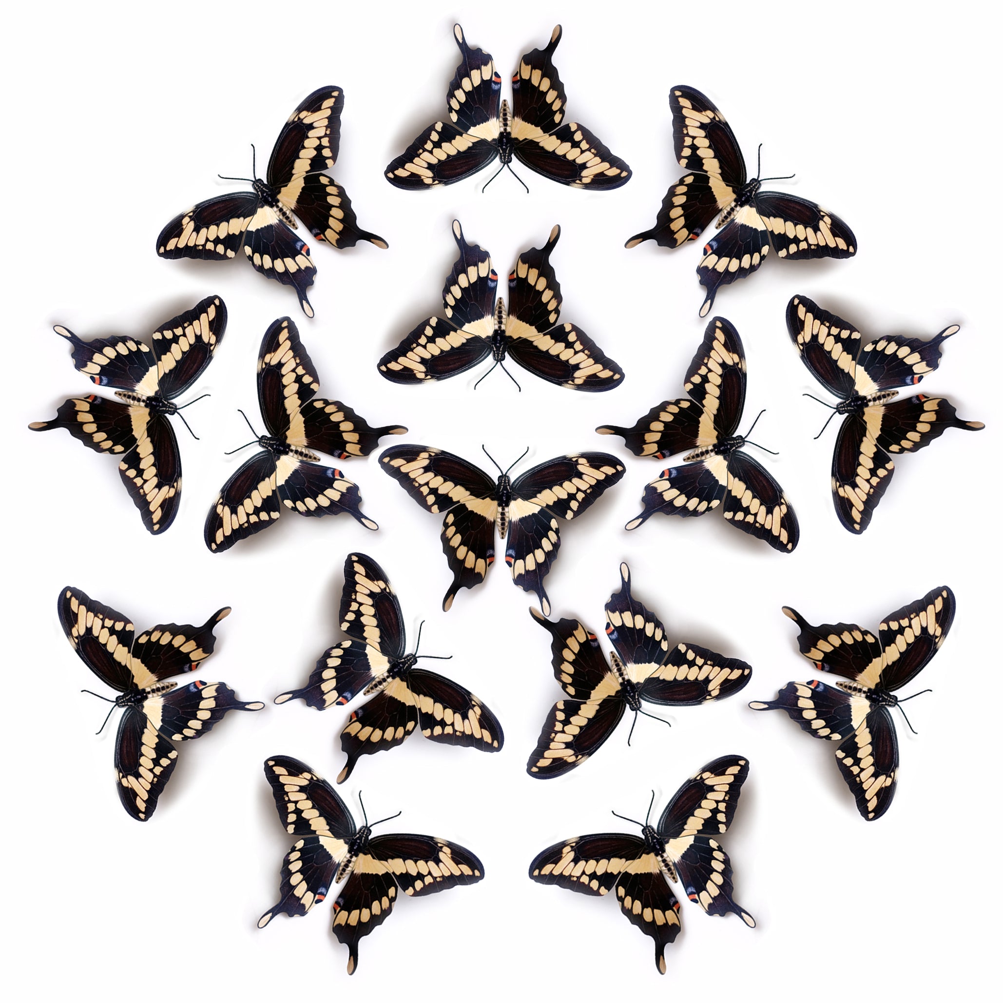 Paper Old World Swallowtail Butterfly - Moth & Myth