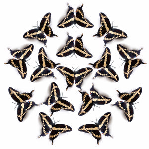 'Giant Swallowtail' Butterfly Multi-Pack
