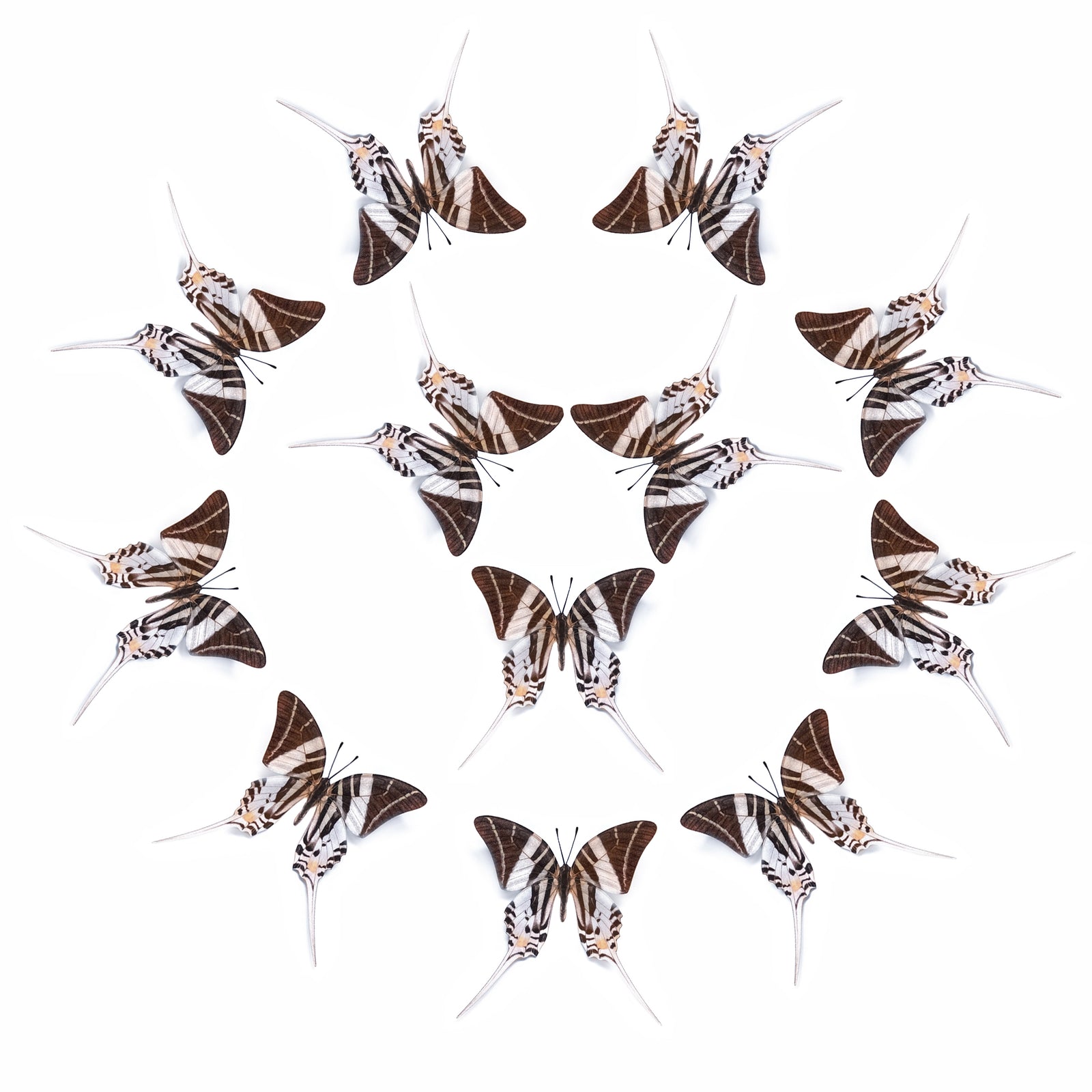 💫New!💫 'Giant Swordtail' Butterfly Multi-Pack