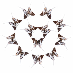 'Giant Swordtail' Butterfly Multi-Pack