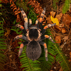 💫New💫 Giant Tarantula - The Nocturne Collection