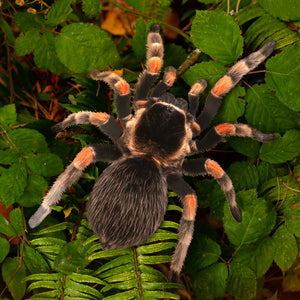 💫New💫 Giant Tarantula - The Nocturne Collection