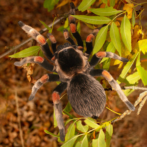 💫New💫 Giant Tarantula - The Nocturne Collection