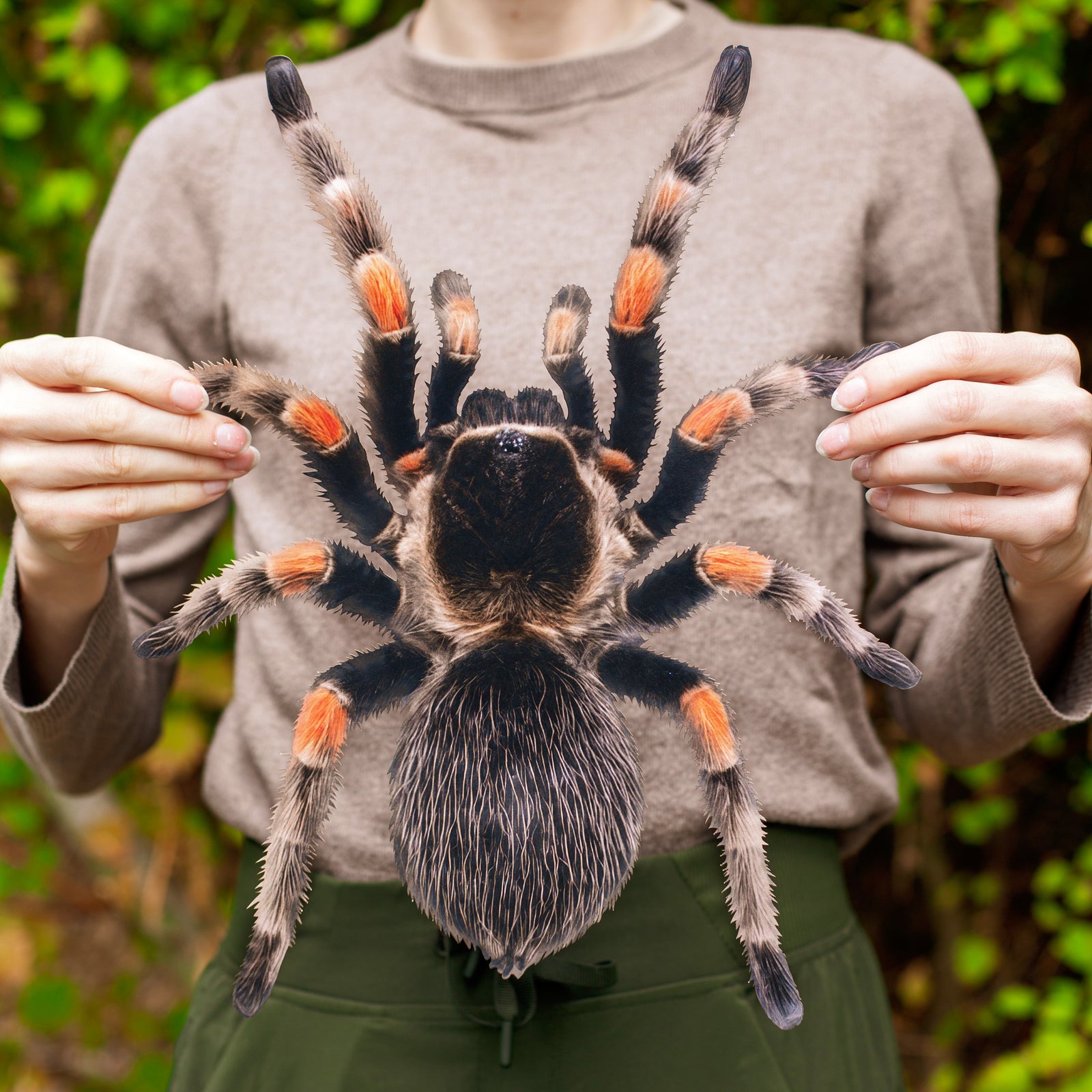 💫New💫 Giant Tarantula - The Nocturne Collection