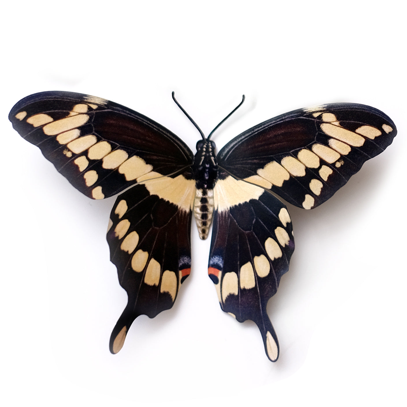'Giant Swallowtail' Butterfly