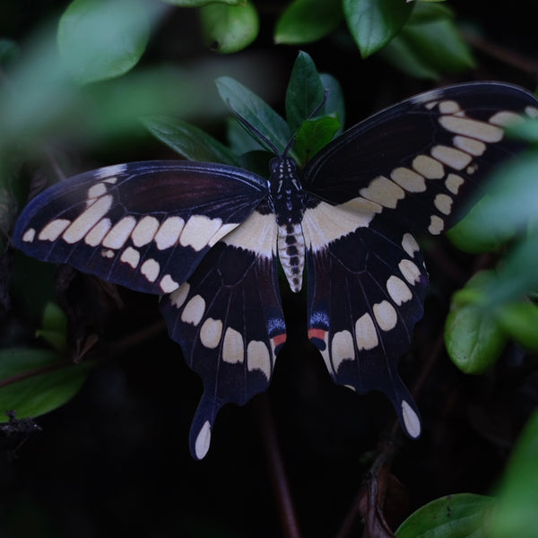 Paper Old World Swallowtail Butterfly - Moth & Myth