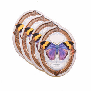 Gold Banded Forester Butterfly Oval Greeting Card - Set of 4 - Reseller Wholesale