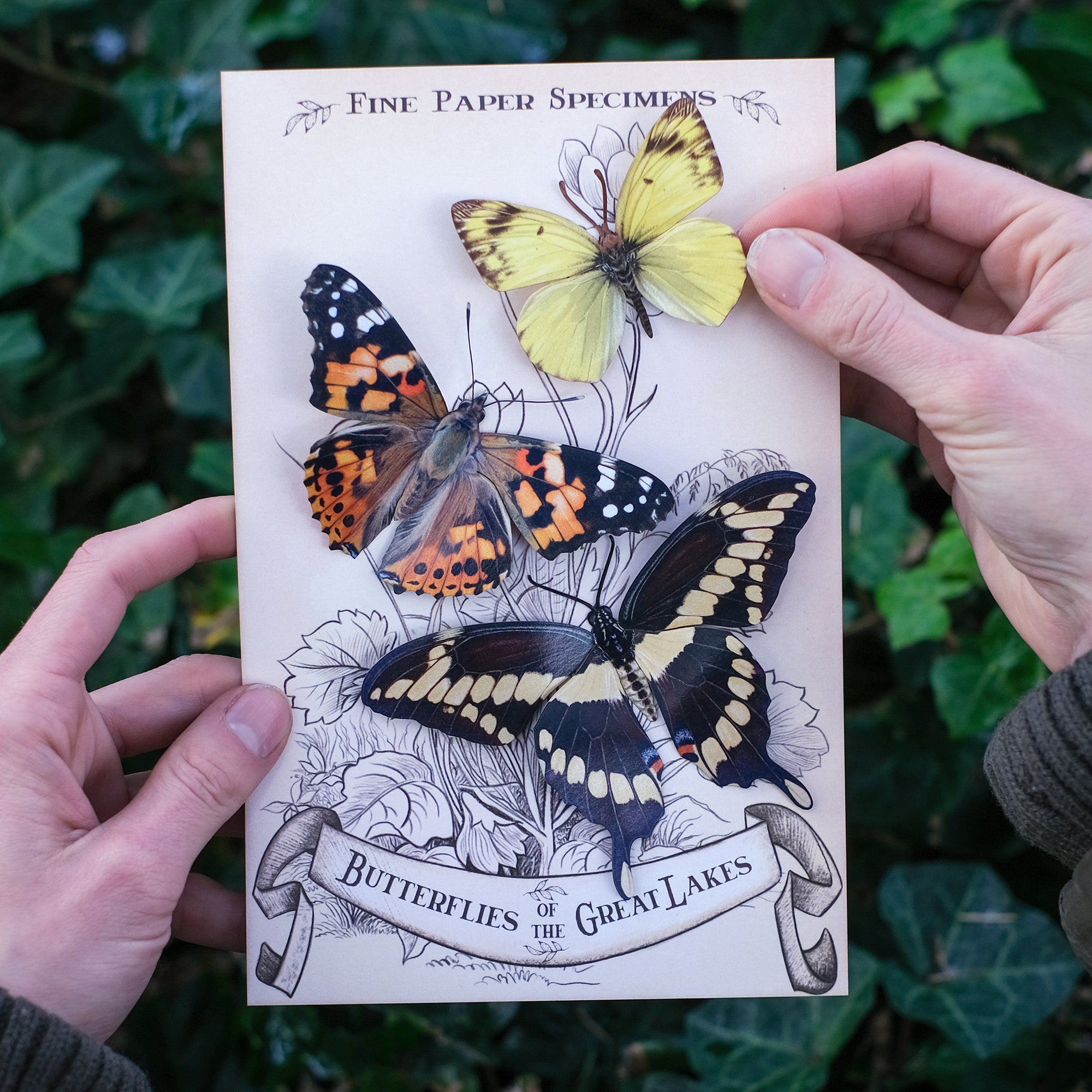 💫New💫'Great Lakes' Butterfly Set