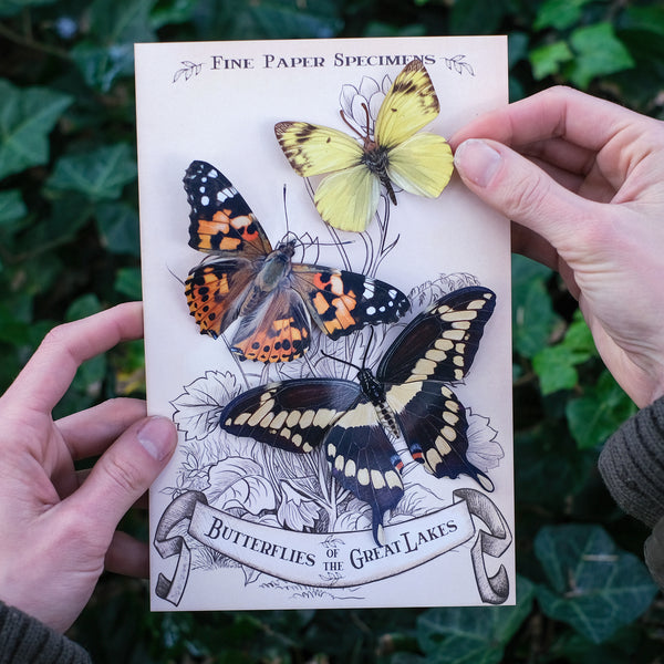 💫New💫'Great Lakes' Butterfly Set - Moth & Myth