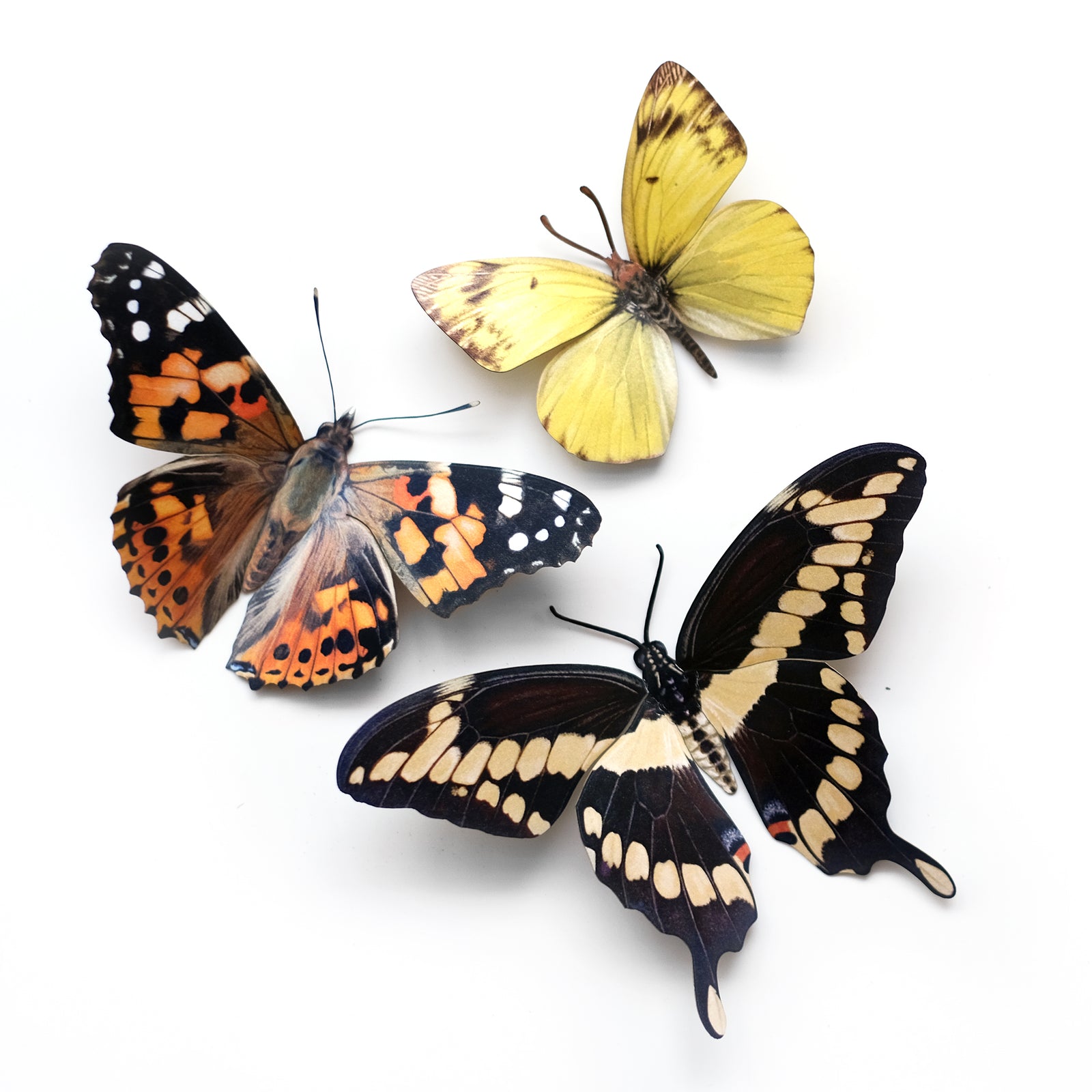 A set of three different species of paper butterflies with laser-cut details, positioned on a white background.