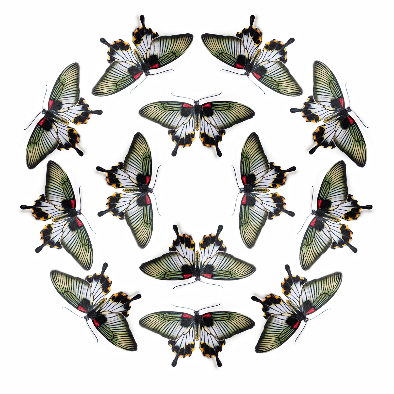 💫New!💫 'Great Mormon' Butterfly Multi-Pack