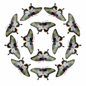'Great Mormon' Butterfly Multi-Pack
