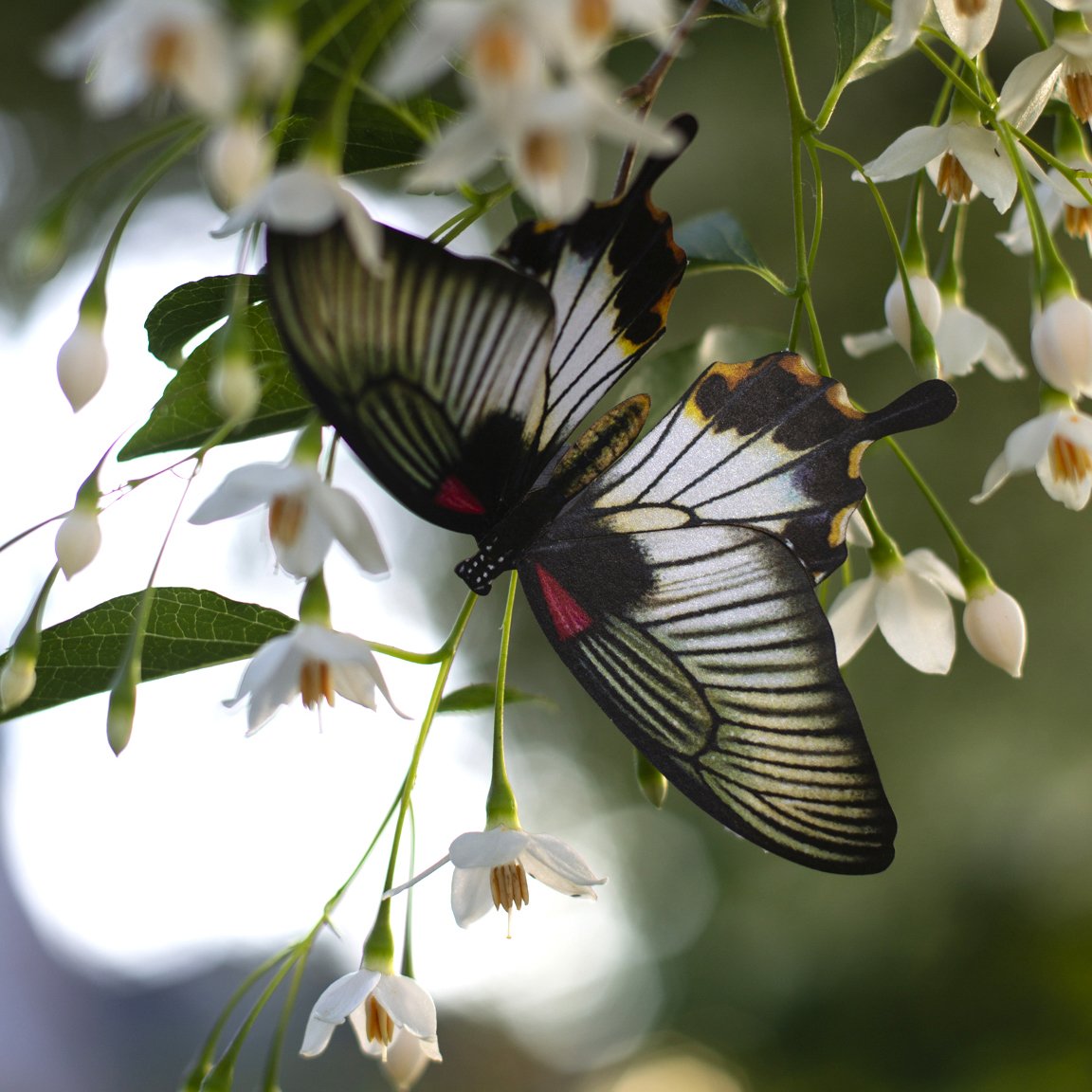 'Basra' Butterfly Set
