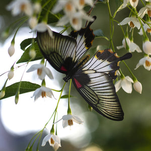 'Basra' Butterfly Set