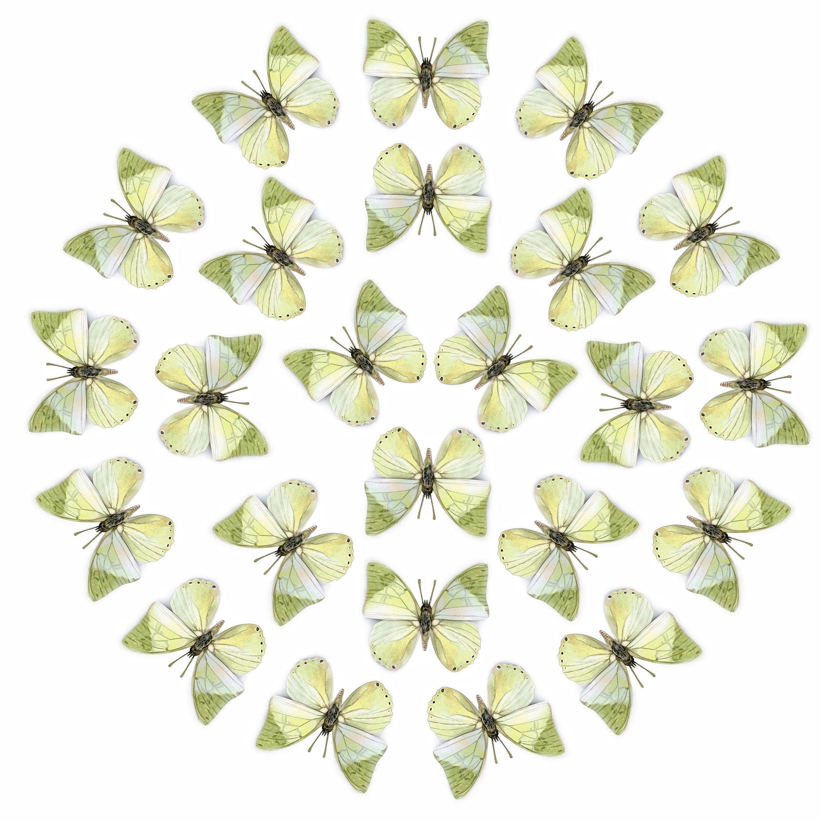 💫New!💫 'Common Green Charaxes' Butterfly Multi-Pack