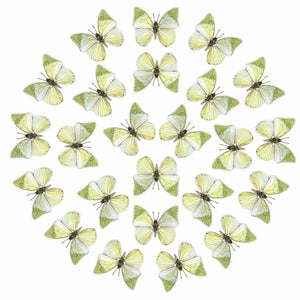 'Common Green Charaxes' Butterfly Multi-Pack