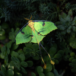 Green African Moon Moth Multi-Pack