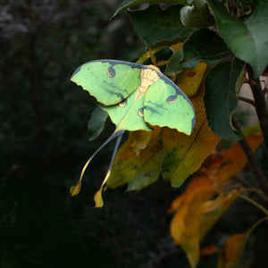 Green African Moon Moth Multi-Pack