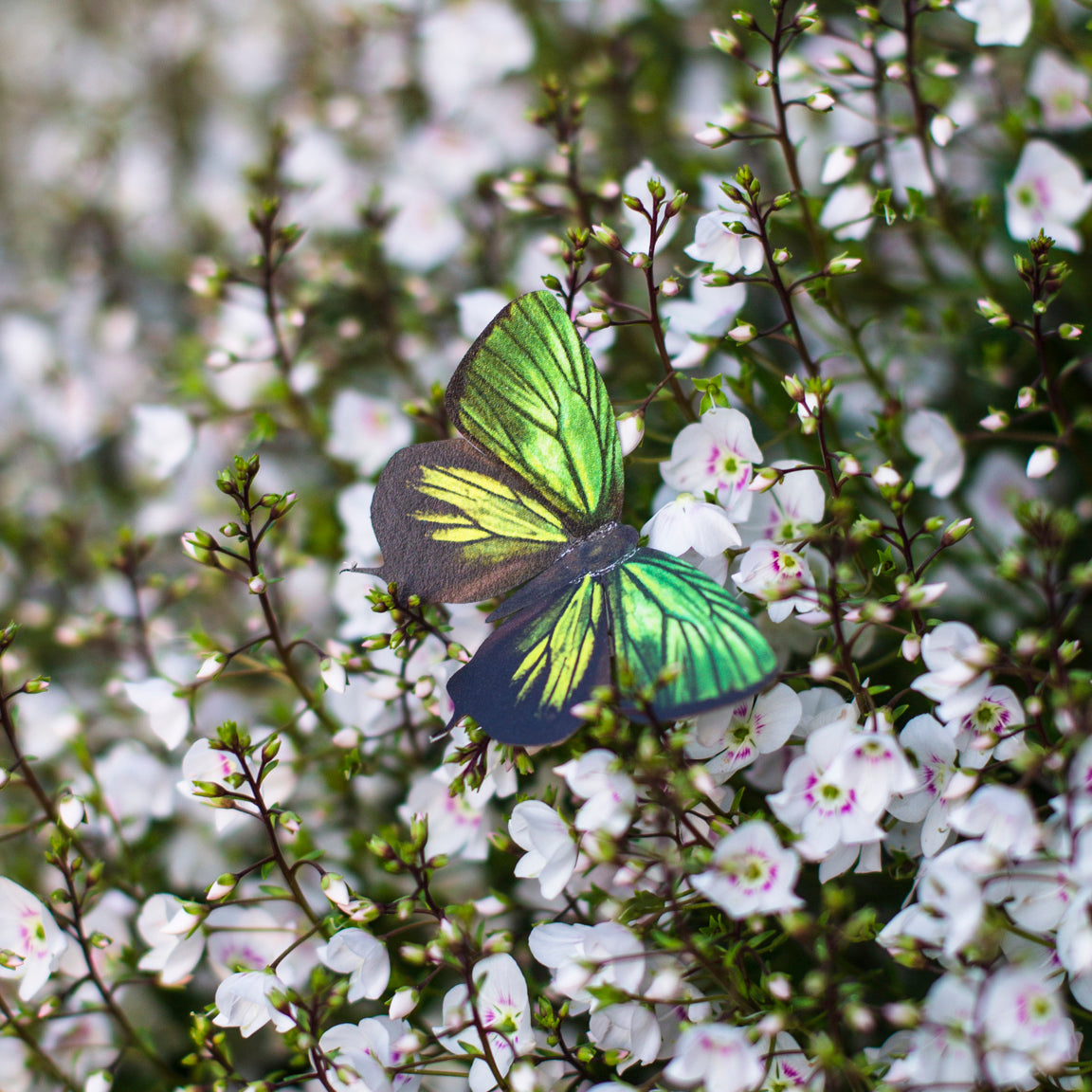 'Malachite' Butterfly Set