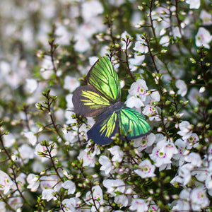 'Malachite' Butterfly Set