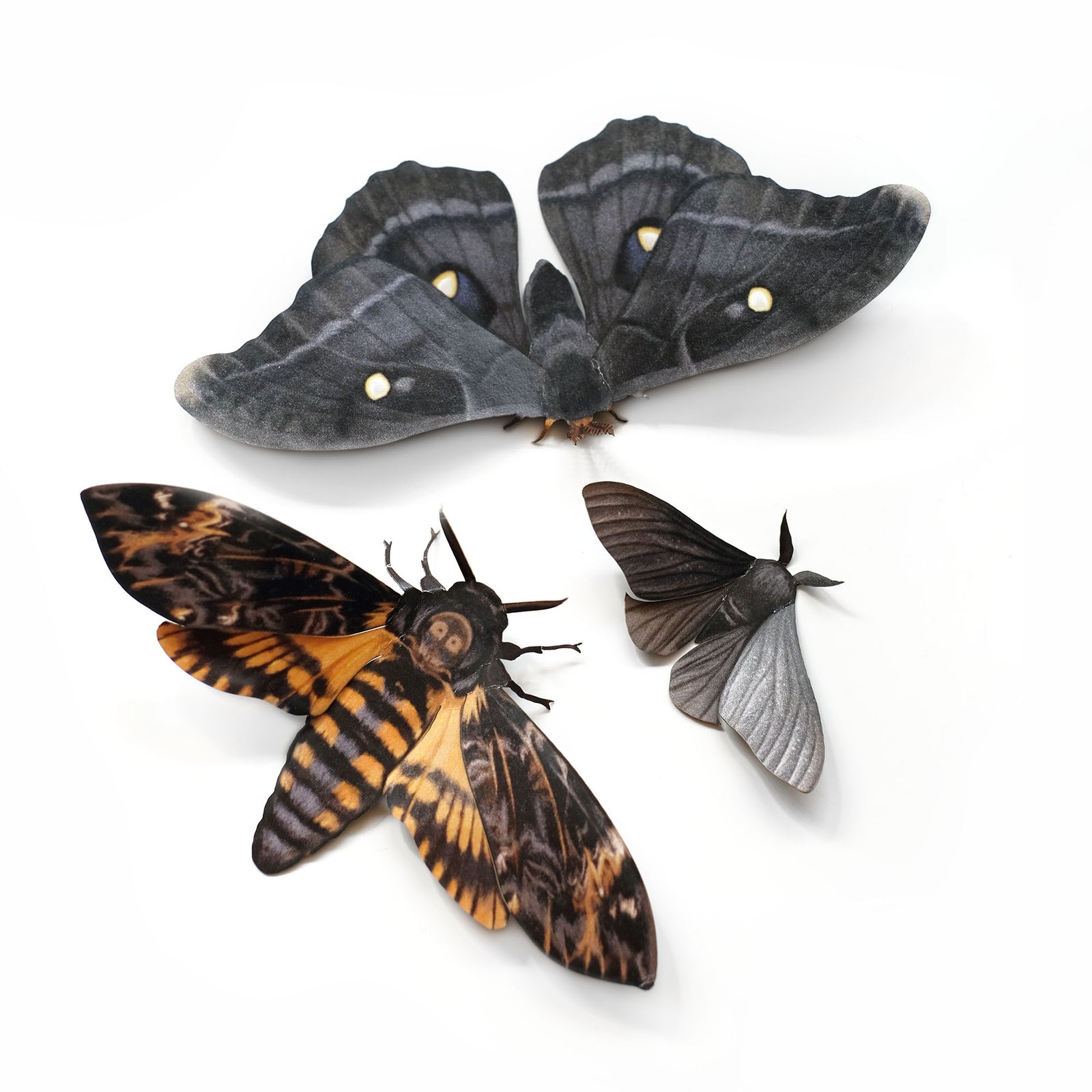 Halloween 'Death's Head' Moth Set Reseller Wholesale