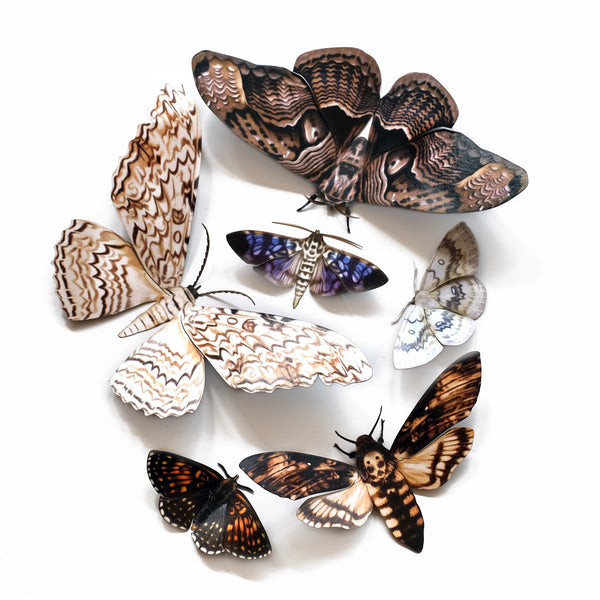 Paper Moths & Butterflies - ’Full Moon’ Halloween Set - Moth & Myth