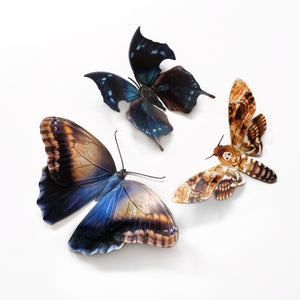 Halloween 'Hatchet' Butterfly Set Reseller Wholesale