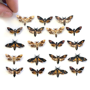 💫New💫 Death's-Head Moth Micro Collection Artist Wholesale