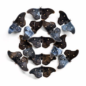 Midnight Polyphemus Moth Multi-Pack