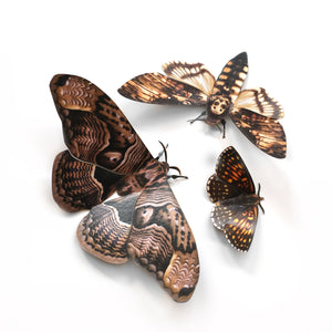 💫Halloween💫 'Owl' Moth Set Artist Wholesale