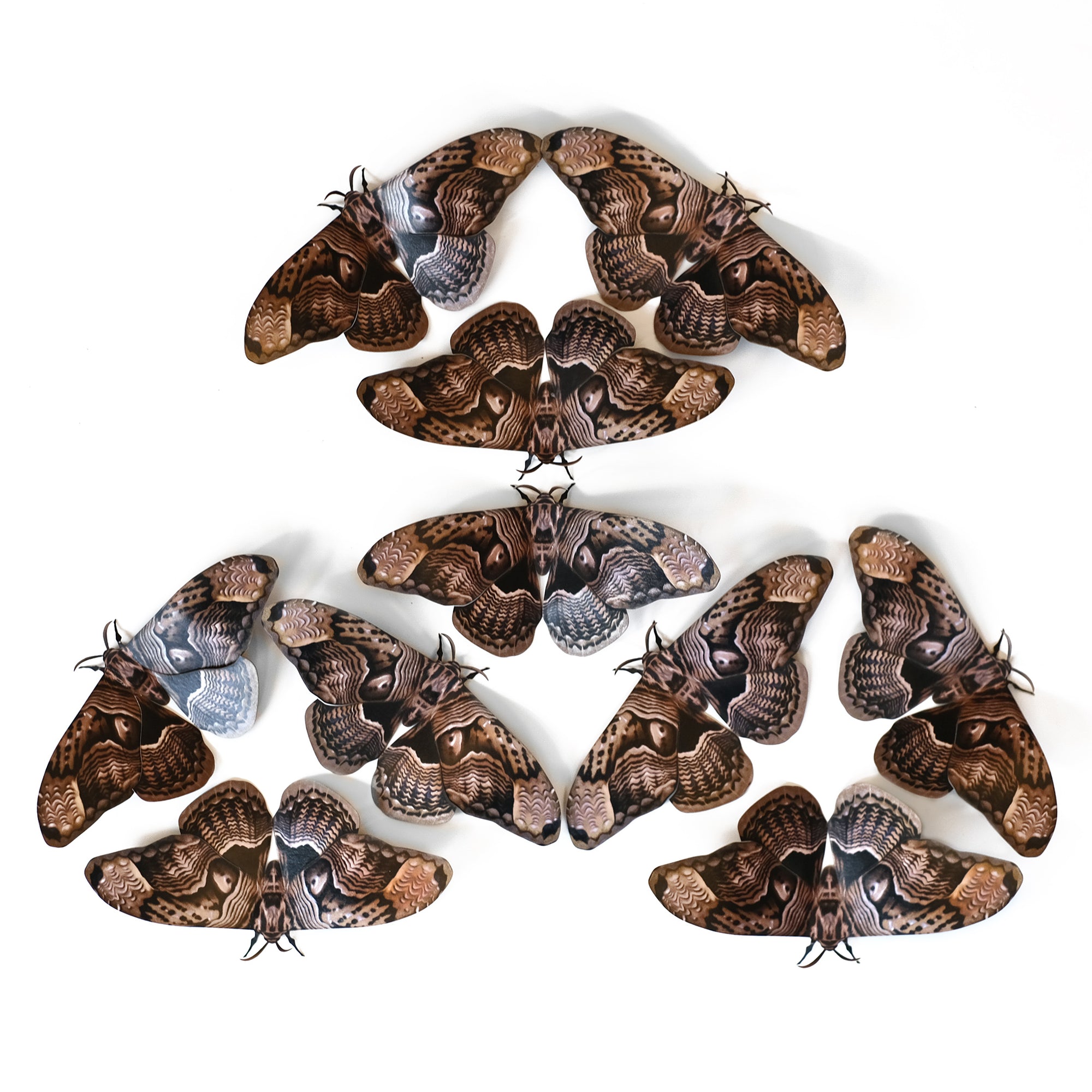Owl Moth Multi-Pack