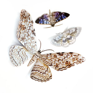 💫Halloween Collection💫 'Witch' Moth Set (Datura)