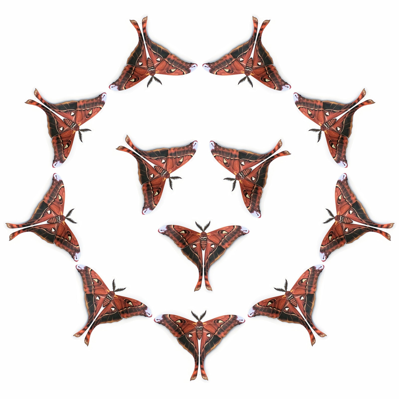 💫New!💫 'Hercules' Moth Multi-Pack