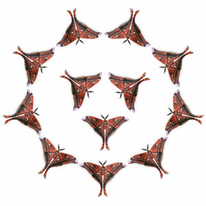 'Hercules' Moth Multi-Pack